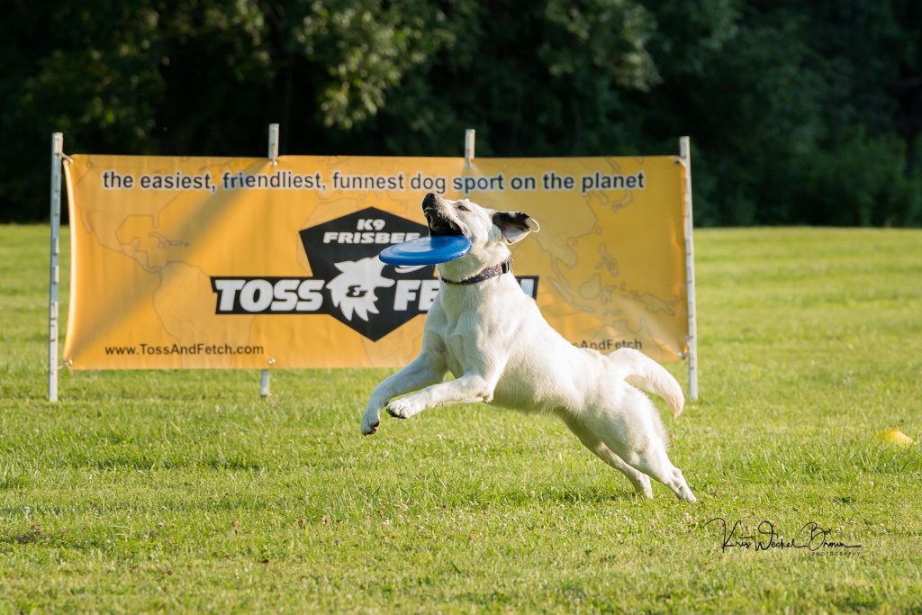 How to Select Competition Discs for Your Frisbee Dog (UPDATE) K9 Frisbee Toss & Fetch Disc