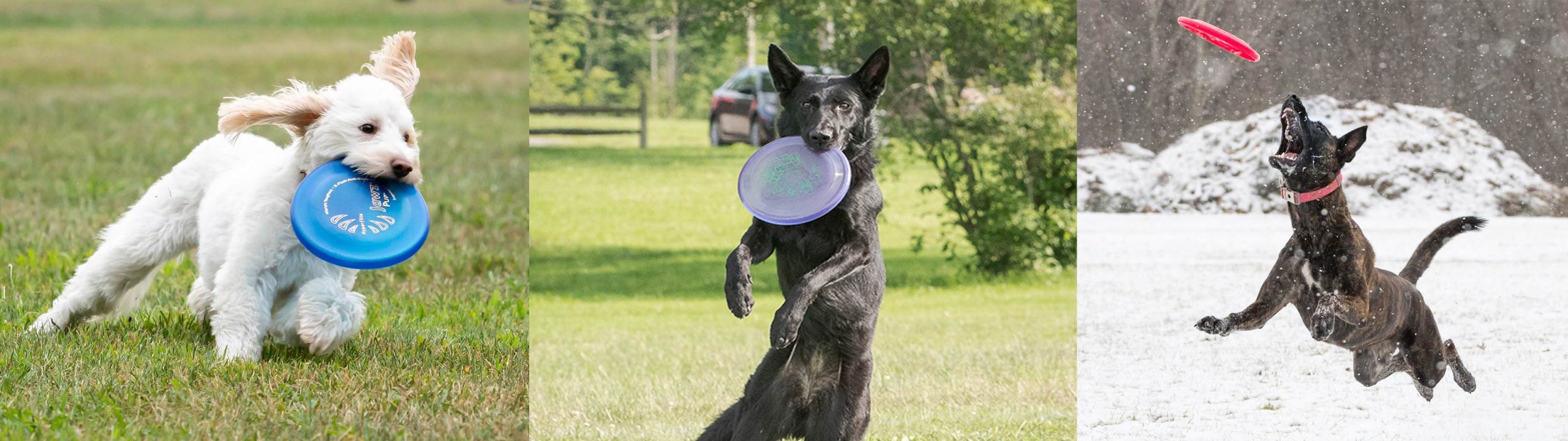 Disque pour chien de compétition Jawz, le plus dur au monde, le meilleur  vol, résistant à la perforation, frisbee pour chien 