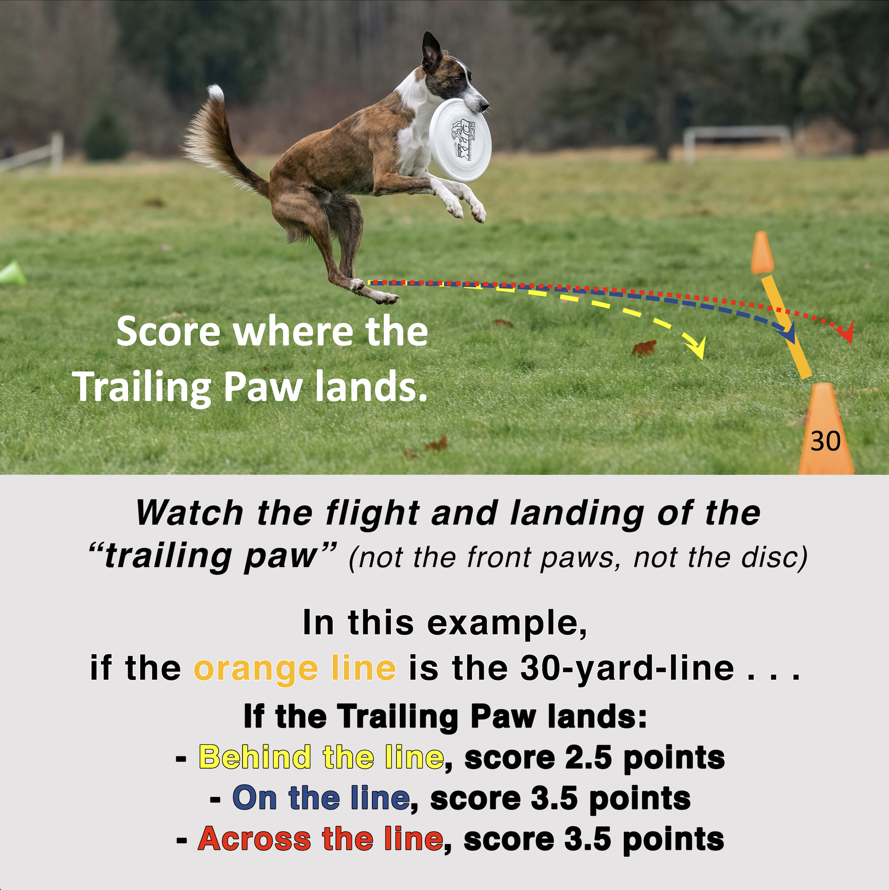 League Rules & Policies - K9 Frisbee Toss & Fetch | Disc Dog League
