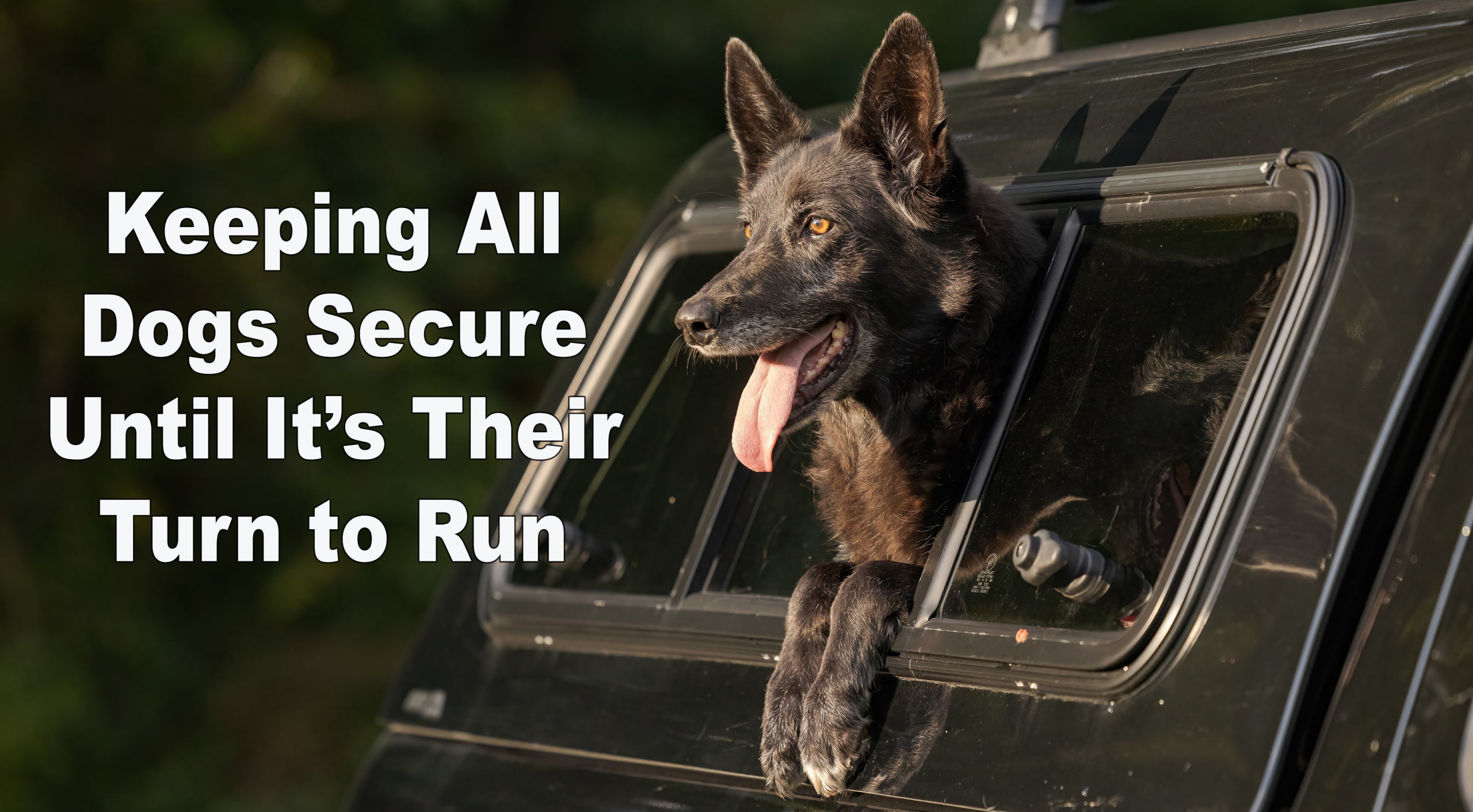 keeping dogs secure in disc dog